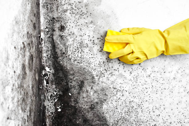 Best Airborne Mold Testing  in Berthoud, CO