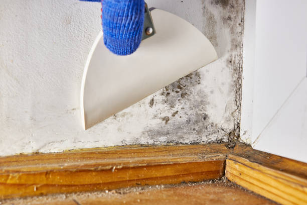 Best Mold-Related Health Consultation  in Berthoud, CO